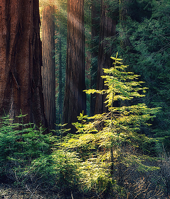 Early,Morning,Sunlight,In,The,Sequoias,Of,Mariposa,Grove,,Yosemite