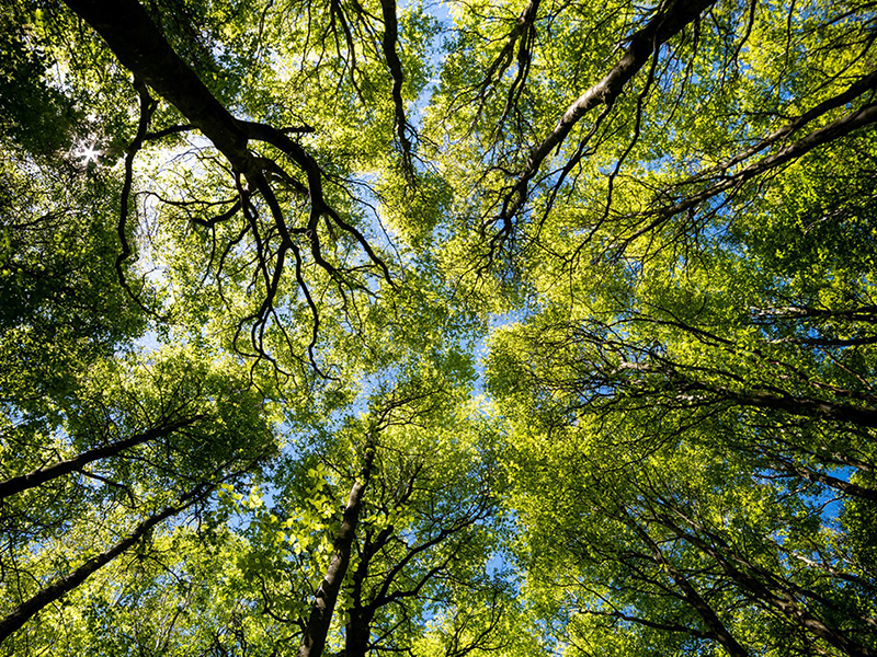 Looking,Up,Green,Forest.,Trees,With,Green,Leaves,,Blue,Sky