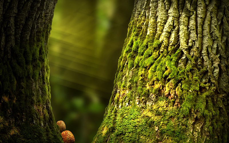 Fairytale,Forest,Background,Old,Mossy,Trees,Rays,Of,Light,Massive