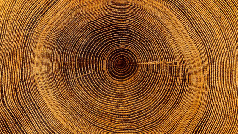 Old,Wooden,Oak,Tree,Cut,Surface.,Detailed,Warm,Dark,Brown